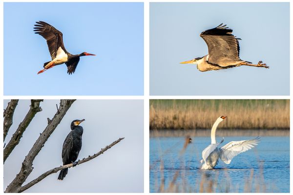 Auch große Vögel, wie den Schwarzstorch, gibt es zu sehen.