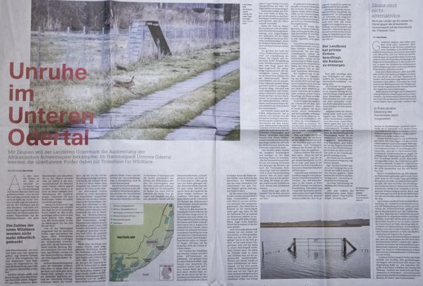 Zweiseitiger Bericht: Fotos und Interview für die "taz", es ging um die Afrikanische Schweinepest im Nationalpark Unteres Odertal im März 2024