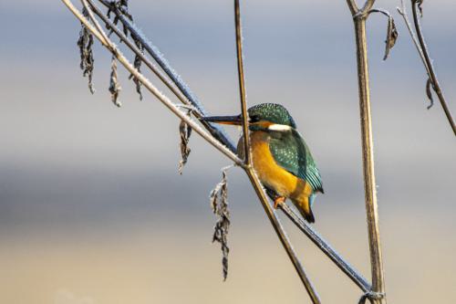 22-12-15-Eisvogel