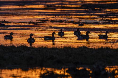 22-12-26-Sunset-Duck-Querfahrt
